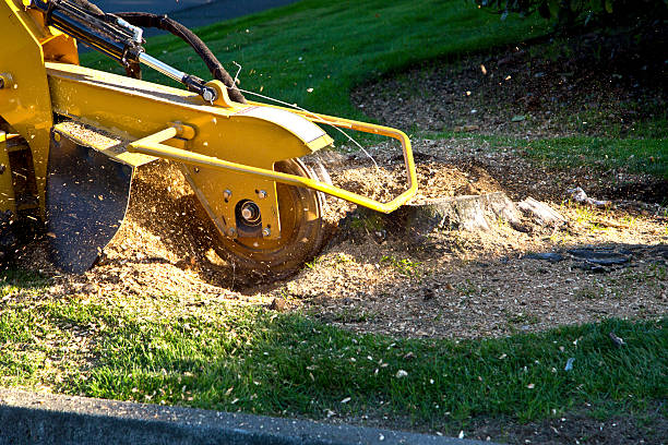 Trusted Halesite, NY Tree Removal Experts